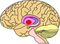 Profile Picture of Globus palliduson Wikipedia