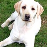 Profile Picture of Aimee’s Microchipping Service (@aimeesmicrochippingservice) on Instagram