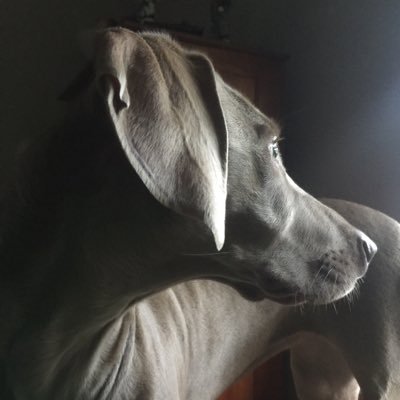 Profile Picture of Mark Bollinger (@dunes628) on Twitter