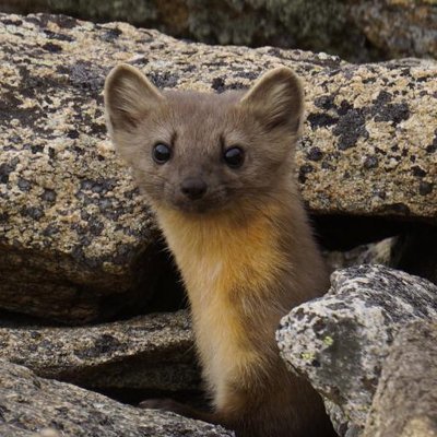 Michael Bradeen - Twitter Profile Picture of Michael Bradeen (@KingMABCO) on Twitter