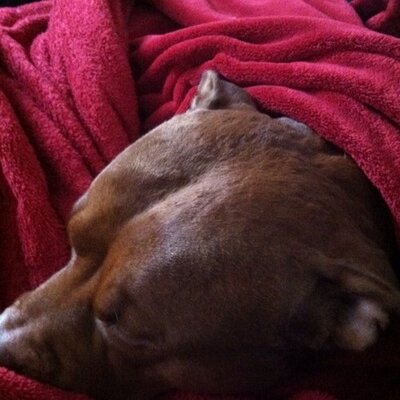 Profile Picture of Nicholas Terrell (@terrellnick) on Twitter