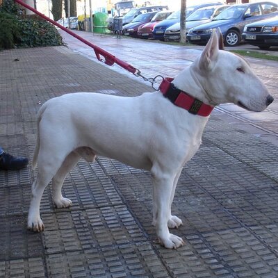 Profile Picture of David Sánchez (y Más Gente) (@barri_family) on Twitter