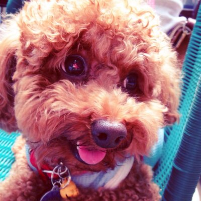 Profile Picture of Ariel Chiu (@ariel0617) on Twitter