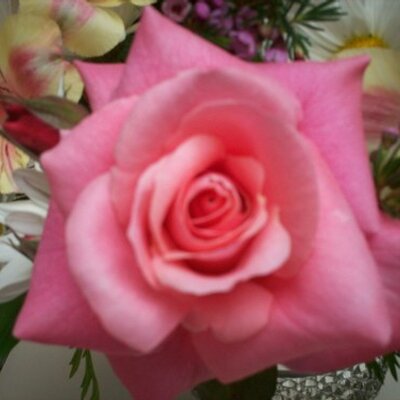 Profile Picture of Loretta Ryan (@loretta_mom) on Twitter
