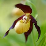 Profile Picture of Michael Gysel (@orchids.swiss) on Instagram