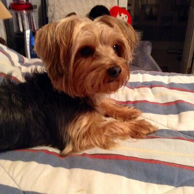 Profile Picture of Regina Sharp (@SharpSsharp001) on Twitter