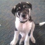 Profile Picture of Randy Crump (@oleyeller61) on Instagram