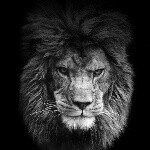 Profile Picture of Aaron Gold (@aarongold.official) on Instagram