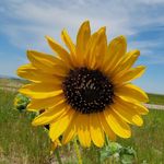 Profile Picture of Shawna Sellers Wahl (@tigerlilysandsunshine) on Instagram