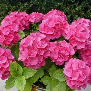 Profile Picture of Juanita Barron (@juanitabarron12) on Twitter