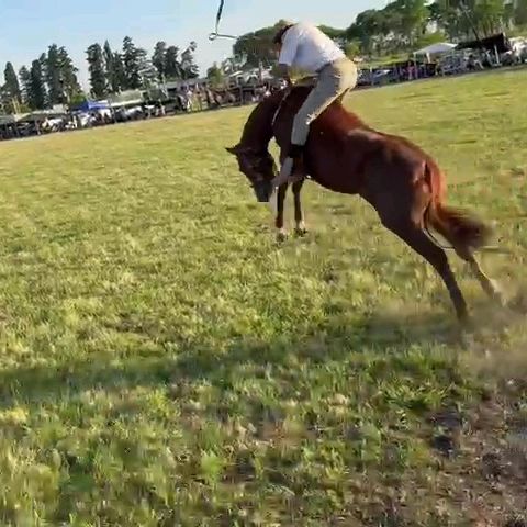 Profile Picture of terry correa (@alejandroterry52) on Tiktok