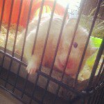 Profile Picture of Lafwanda Sparrow (@lafwandathehamster) on Instagram