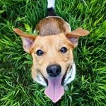 Profile Picture of Rusty (@rusty_jack_russell_terrier) on Instagram