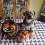 Profile Picture of Bobbie Kuether (@bigworldlittleharley) on Instagram