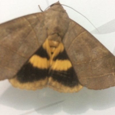 Profile Picture of Thanh Hien (@hien20782) on Twitter