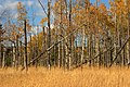 Profile Picture of Aspen parklandon Wikipedia
