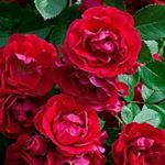 Profile Picture of Shinu Chirayil Thomas (@shinuchirayil) on Instagram