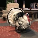 Profile Picture of Albert The Turkey (@alberttheturkey) on Instagram