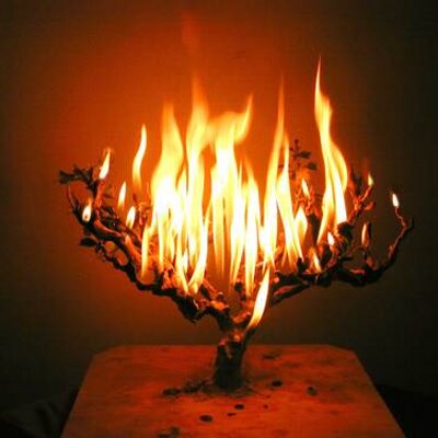 Profile Picture of Jo Beaudoin S. (@JoFireBush) on Twitter