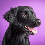 Profile Picture of Jesse naughty dog (@jesse.spitz) on Instagram