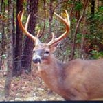 Profile Picture of lawrence ivey (@antlersandspur) on Instagram