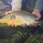 Profile Picture of Steven Manske (@carpvandyke) on Instagram