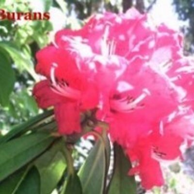 Profile Picture of Dinesh Chandra (@dineshchandra01) on Twitter