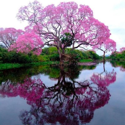 Profile Picture of Alma Rosa Olmedo (@amlaasorodemlo) on Twitter