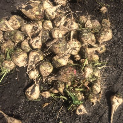 Profile Picture of Thomas Peters (@BeetWeedControl) on Twitter