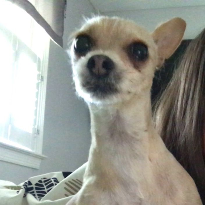 Profile Picture of Lucy & Stella 💛🐾 (@lucy.stella) on Tiktok