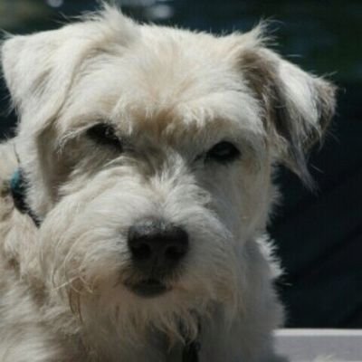 Profile Picture of Guyhamlin (@hammahguy) on Twitter