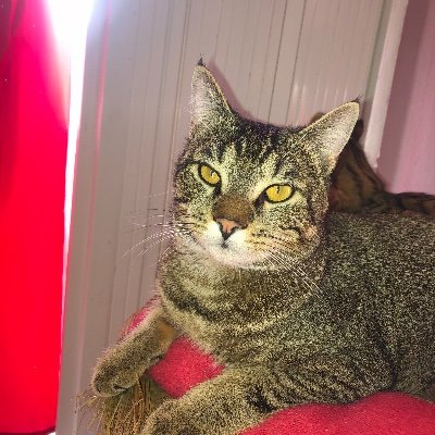 Profile Picture of Jane Dupont (@JaneDupont7) on Twitter