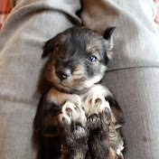 Profile Picture of Frank Holmes (@frankholmes4819) on Youtube