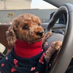 Profile Picture of 황초코 (@chocoprincess.h) on Instagram