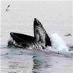 Profile Picture of Huey (@m.arecrayshelg) on Instagram