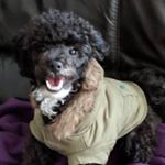 Profile Picture of Scott Purser (@the_peasent_slayer) on Instagram