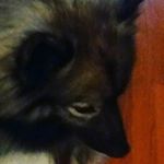 Profile Picture of Lana kisselbach and my pets❤ (@pet_account_5) on Instagram