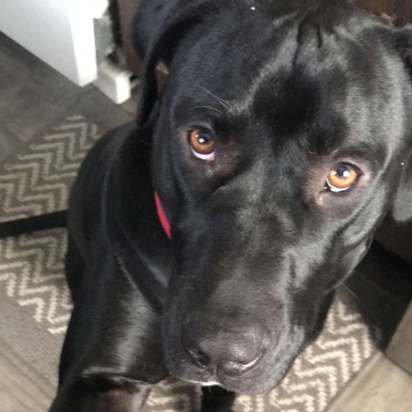 Profile Picture of Dawn Deciutiis (@deqteee) on Poshmark