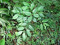Profile Picture of Lasianthuson Wikipedia