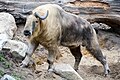Profile Picture of Takin - Wikipediaon Wikipedia