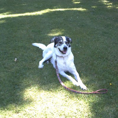 Profile Picture of Manuel Irigoyen (@manuelirigoyen3) on Twitter