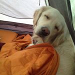 Profile Picture of Cassie Potts (@cassiedogdog) on Instagram