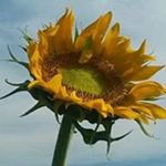 Profile Picture of Libby-Bobby Chamberlain (@libbybobbychamberlain) on Instagram