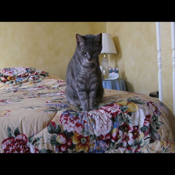 Profile Picture of Pauline Tait (@worldofcats) on Poshmark