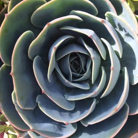 Profile Picture of Danielle Maxwell (@daniealk) on Pinterest