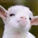 Profile Picture of Justin Hike (@southern_djentalman) on Instagram