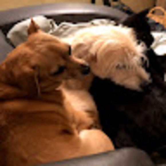 Profile Picture of Carola Kozma (@diazrive7) on Poshmark