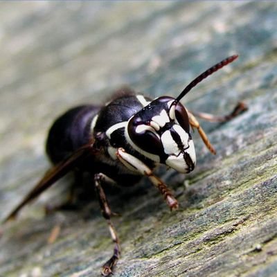 Profile Picture of Mike Manninen (@Mikemanninen1) on Twitter