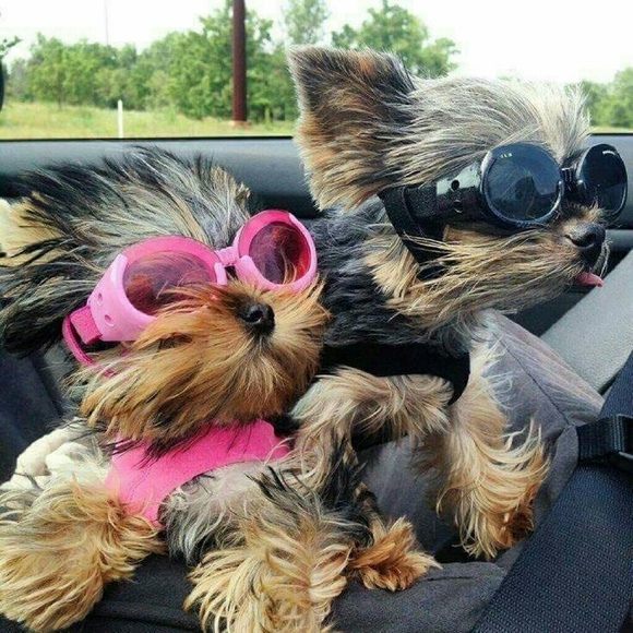 Profile Picture of Sandra Cziko (@sanzishop) on Poshmark