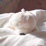 Profile Picture of Doris Su (@dorissssu) on Instagram